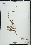 Krigia biflora image