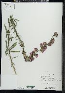 Liatris aspera image