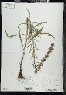 Liatris aspera image