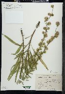 Liatris aspera image