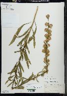 Liatris aspera image