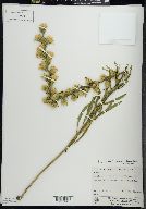 Liatris aspera image