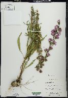 Liatris aspera image