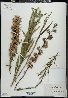 Liatris aspera image