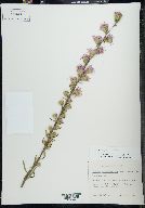 Liatris aspera image