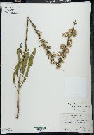 Liatris aspera image