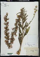 Liatris aspera image