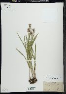 Liatris cylindracea image