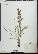 Liatris cylindracea image