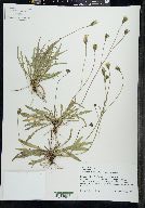 Leontodon autumnalis image