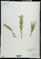 Matricaria discoidea image