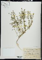 Matricaria discoidea image