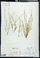 Carex juniperorum image