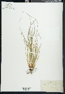 Carex jamesii image