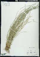 Carex jamesii image