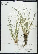 Carex jamesii image