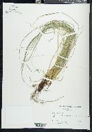 Carex jamesii image