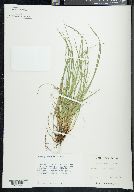 Carex jamesii image