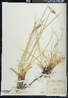 Carex jamesii image