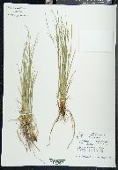 Carex jamesii image