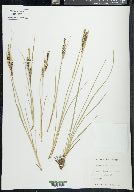 Carex kelloggii image