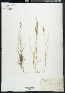 Carex kelloggii image