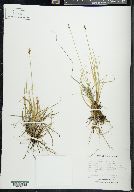 Carex lachenalii image