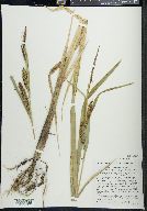 Carex lacustris image