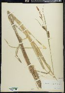 Carex lacustris image