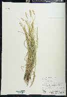 Carex laeviculmis image