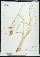 Carex laevivaginata image