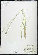 Carex lapponica image