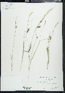 Carex lasiocarpa image