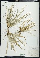 Carex laxiculmis image