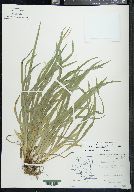 Carex laxiculmis image