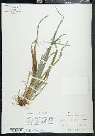 Carex laxiculmis image