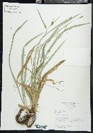 Carex laxiculmis image