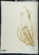 Carex leptonervia image