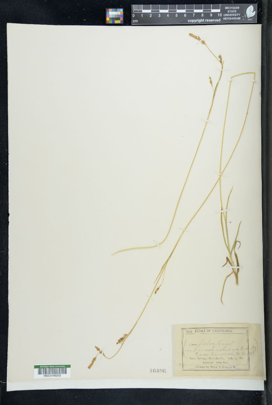 Carex lemmonii image