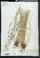 Carex leavenworthii image