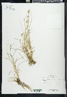 Carex leavenworthii image