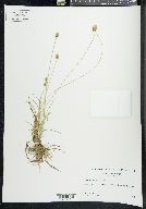 Carex leavenworthii image