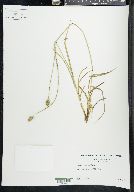 Carex leavenworthii image