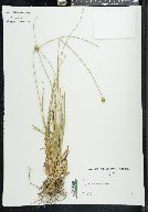 Carex leavenworthii image