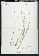 Carex leavenworthii image