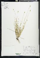 Carex leavenworthii image