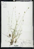 Carex leavenworthii image