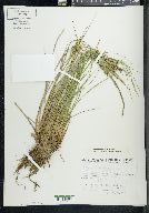 Carex lenticularis image