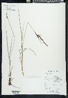 Carex lenticularis image