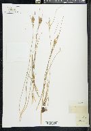 Carex lenticularis image